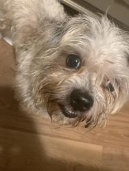 Reunited Male Dog last seen oriental Ave., Altamonte Springs, FL 32701, Altamonte Springs, FL 32701