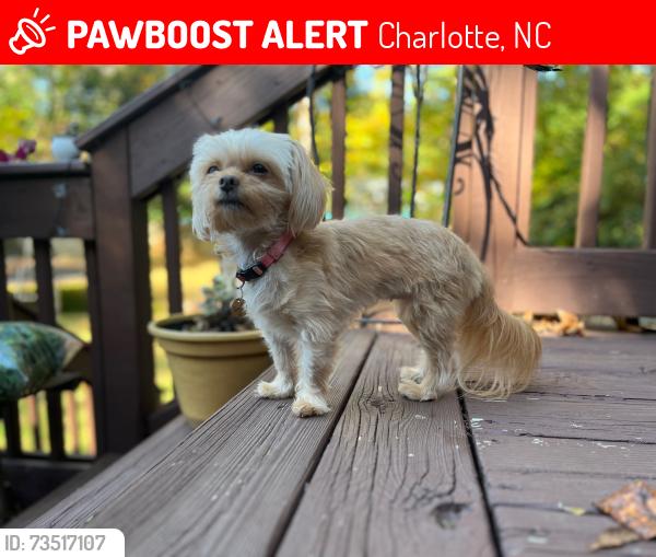 Lost Female Dog last seen Stonehaven Neighborhood - Ciscayne Pl & Rollingridge Dr Charlotte, NC, Charlotte, NC 28211