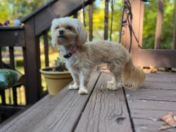 Lost Female Dog last seen Stonehaven Neighborhood - Ciscayne Pl & Rollingridge Dr Charlotte, NC, Charlotte, NC 28211