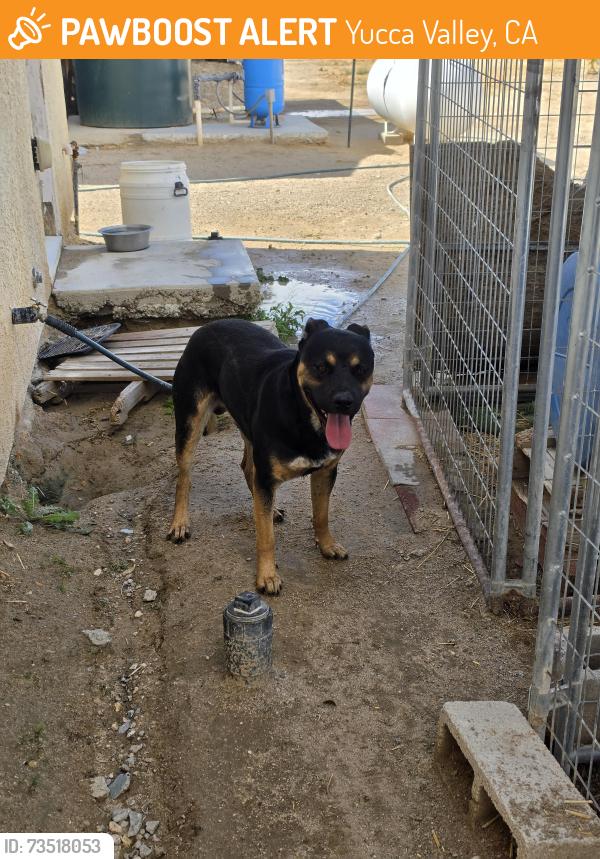 Found/Stray Male Dog last seen Old Woman Springs Rd, Yucca Valley, CA 92286