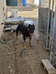 Found/Stray Male Dog last seen Old Woman Springs Rd, Yucca Valley, CA 92286