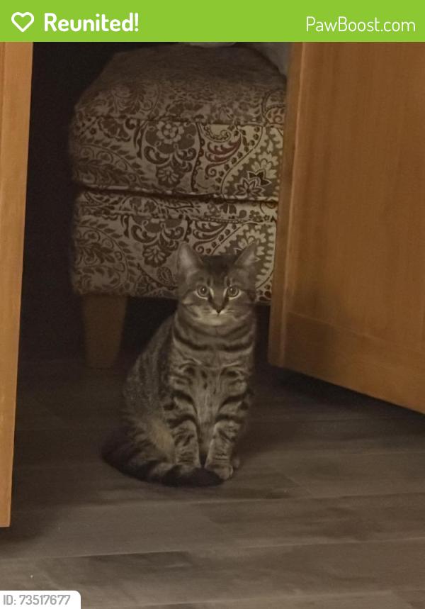 Reunited Female Cat last seen Urbana Way, Saint John’s Way, Davison Street, 42nd St, Butler St, Bowery Way, Pittsburgh, PA 15201