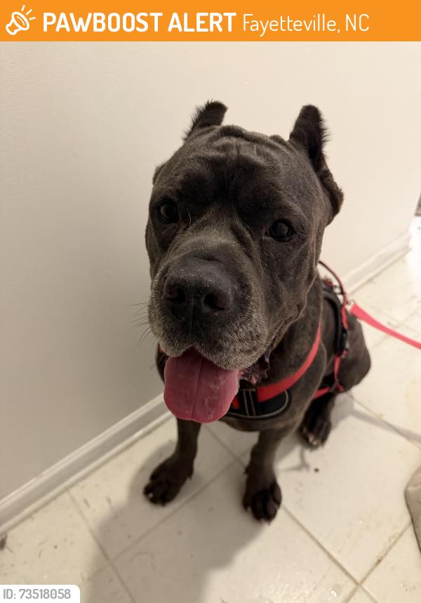 Found/Stray Male Dog last seen Gray Goose Loop, Fayetteville, NC 28306