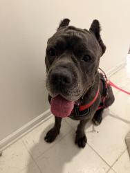 Found/Stray Male Dog last seen Gray Goose Loop, Fayetteville, NC 28306