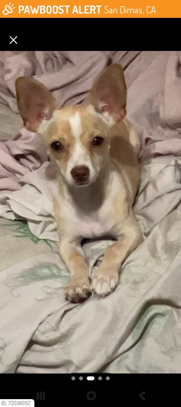 Found/Stray Female Dog last seen In the vicinity of W Covina Blvd, San Dimas, CA 91773