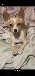 Found/Stray Female Dog last seen In the vicinity of W Covina Blvd, San Dimas, CA 91773