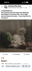 Lost Male Dog last seen Redondo and Alsdorf, Arizona City, AZ 85123