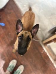 Lost Female Dog last seen Rainbow drive and bowser road, Richardson, TX 75081