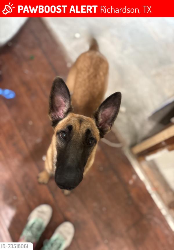 Lost Female Dog last seen Rainbow drive and bowser road, Richardson, TX 75081