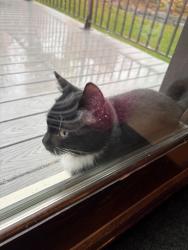 Found/Stray Male Cat last seen Zanzibar and 56th, Plymouth, MN 55446