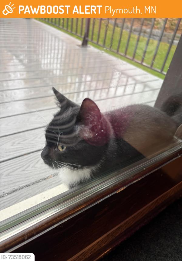 Found/Stray Male Cat last seen Zanzibar and 56th, Plymouth, MN 55446