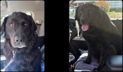 Reunited Male Dog last seen Lado De Loma, Vista, CA 92083