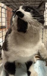 Shelter Stray Unknown Cat last seen , West Valley Animal Shelter, 20655 Plummer St, Chatsworth, CA 91311, USA