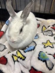 Shelter Stray Female Other last seen , 14409 Vanowen St, Van Nuys, CA 91405, USA