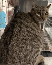 Shelter Stray Unknown Cat last seen , West Valley Animal Shelter, 20655 Plummer St, Chatsworth, CA 91311, USA