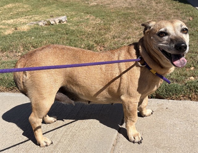 Shelter Stray Female Dog last seen , 4275 Elton St, Baldwin Park, CA 91706, USA