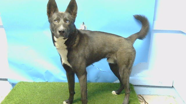 Shelter Stray Male Dog last seen , 216 W Victoria St, Gardena, CA 90248, USA