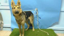 Shelter Stray Male Dog last seen , 216 W Victoria St, Gardena, CA 90248, USA