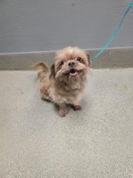 Shelter Stray Female Dog last seen E TONOPAH AVE & N BRUCE ST, 655 N Mojave Rd, Las Vegas, NV 89101, USA