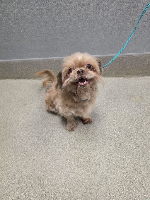 Shelter Stray Female Dog last seen E TONOPAH AVE & N BRUCE ST, 655 N Mojave Rd, Las Vegas, NV 89101, USA