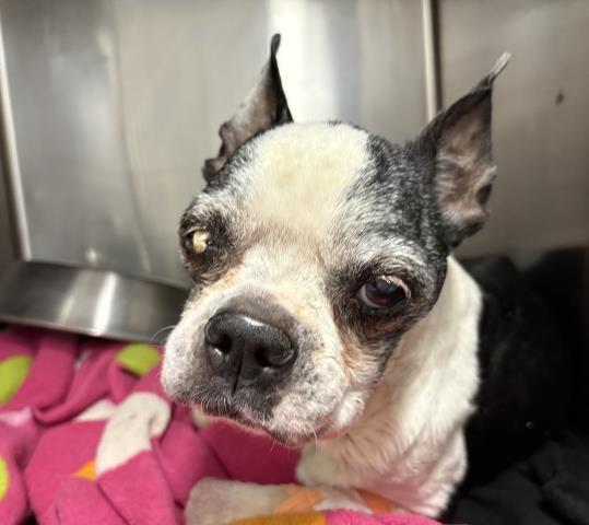 Shelter Stray Female Dog last seen Near BLOCK PET LAND PL, 72050 Pet Land Pl, Thousand Palms, CA 92276, USA
