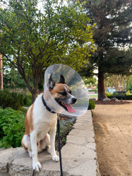 Lost Male Dog last seen Santa Ana – North Broadway / 17th Street / Main Street, Santa Ana, CA 92706