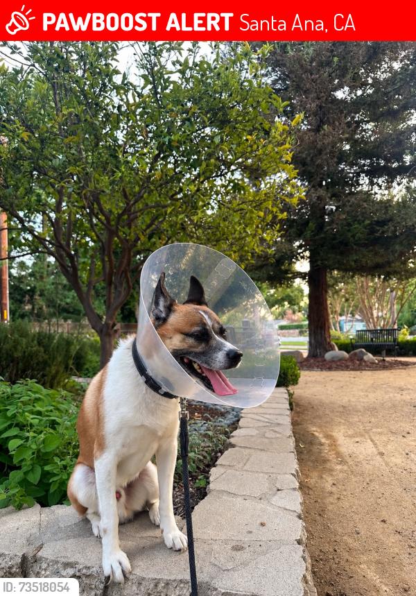Lost Male Dog last seen Santa Ana – North Broadway / 17th Street / Main Street, Santa Ana, CA 92706