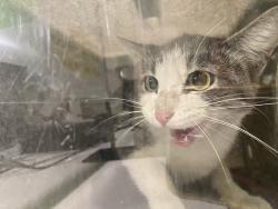 Shelter Stray Unknown Cat last seen , 1850 W 60th St, Los Angeles, CA 90047, USA
