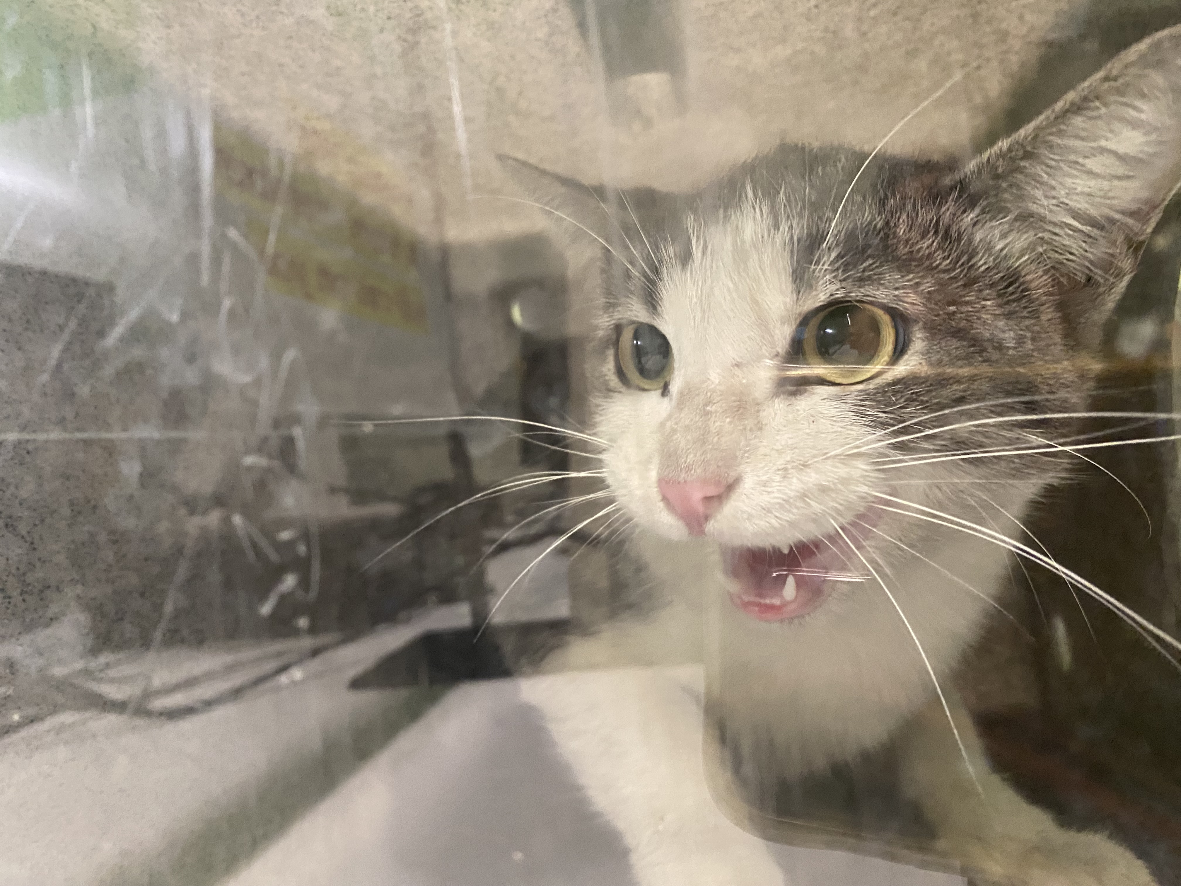 Shelter Stray Unknown Cat last seen , 1850 W 60th St, Los Angeles, CA 90047, USA
