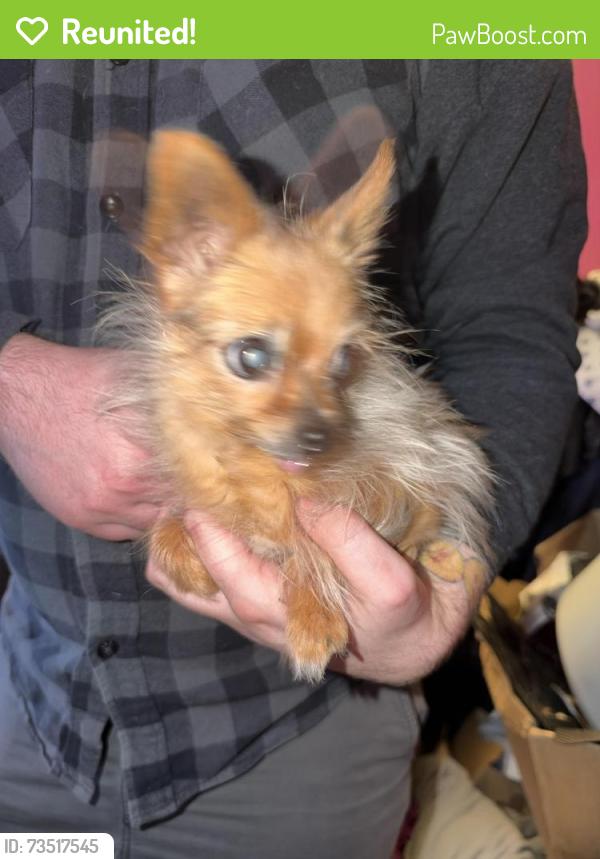 Reunited Female Dog last seen Council Heights Way, Sunrise Manor, NV 89142, USA, Sunrise Manor, NV 89142