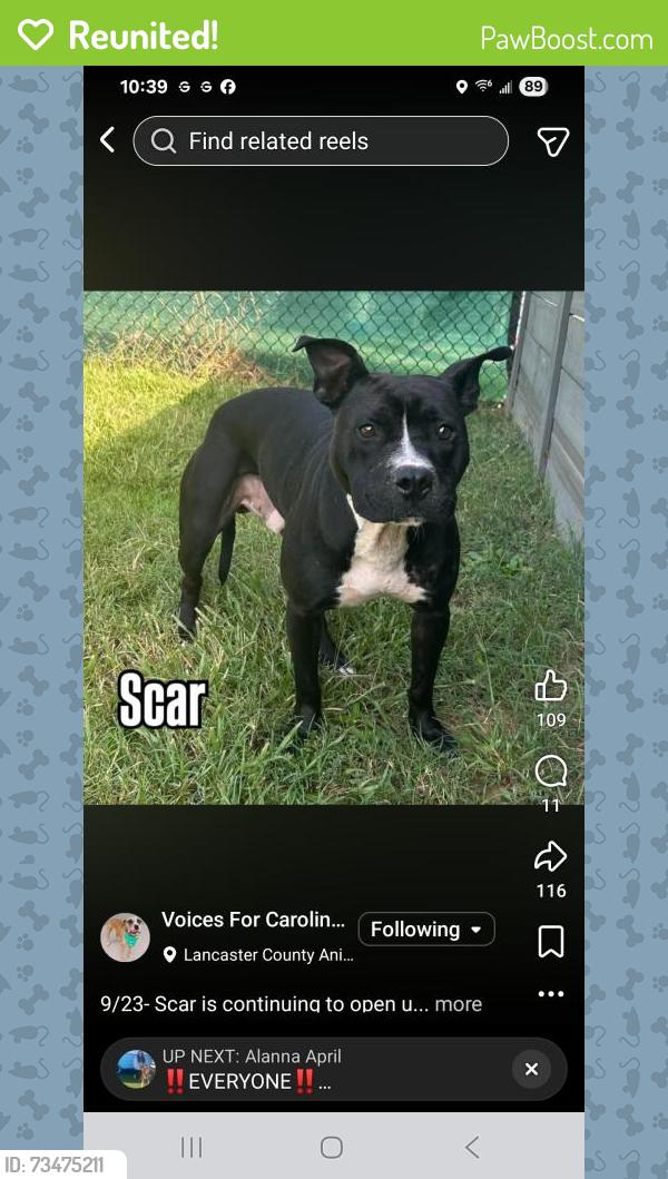 Reunited Male Dog last seen Fernbrook glendale and summercreek drive, Spartanburg, SC 29307