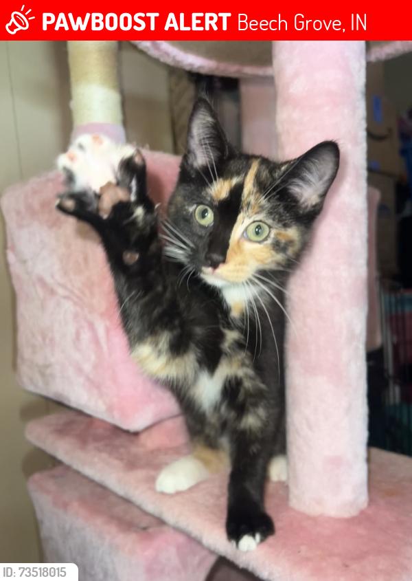 Lost Female Cat last seen 9th ave & north bend., Beech Grove, IN 46107