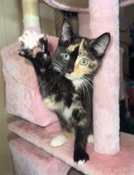 Lost Female Cat last seen 9th ave & north bend., Beech Grove, IN 46107