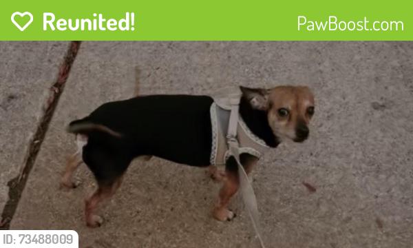 Reunited Male Dog last seen 125th and wentworth, Chicago, IL 60628