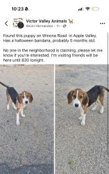 Found/Stray Unknown Dog last seen Apple valley, ca, Apple Valley, CA 92308