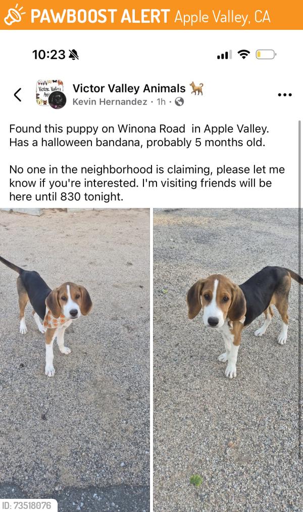 Found/Stray Unknown Dog last seen Apple valley, ca, Apple Valley, CA 92308