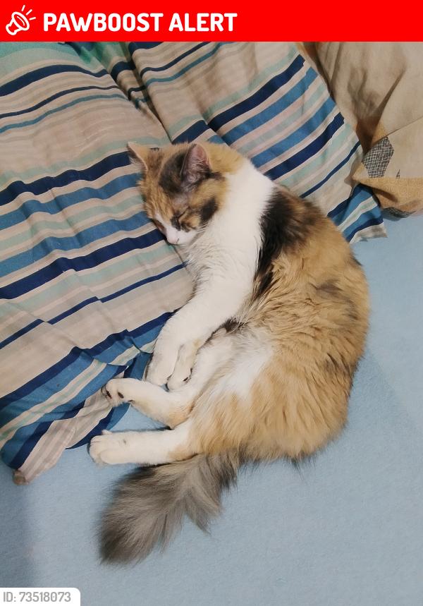 Lost Female Cat last seen Perto da pizzaria Pavanelli, Jardim Residencial Campo Belo, SP 13481-163