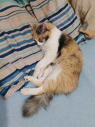 Lost Female Cat last seen Perto da pizzaria Pavanelli, Jardim Residencial Campo Belo, SP 13481-163