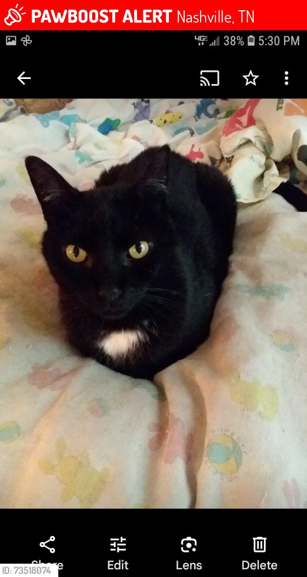 Lost Male Cat last seen White bridge pike and post road, Nashville, TN 37205