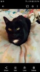 Lost Male Cat last seen White bridge pike and post road, Nashville, TN 37205