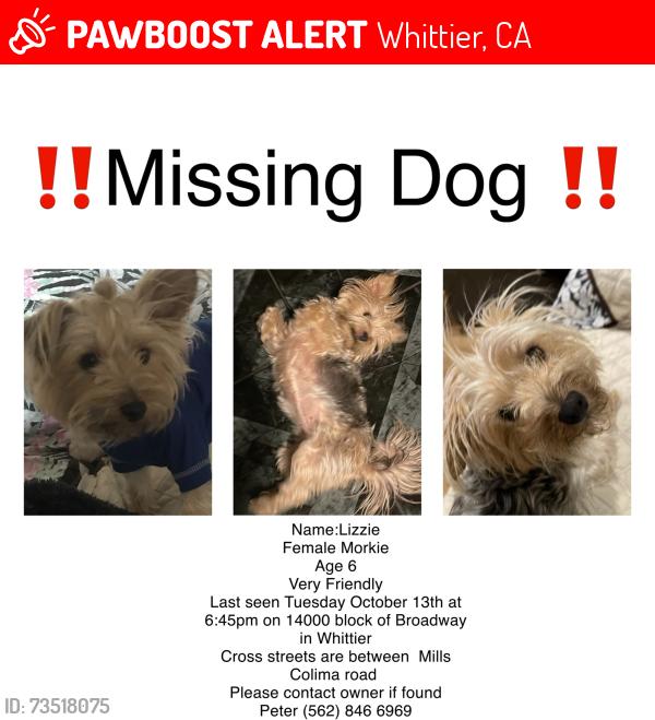 Lost Female Dog last seen Colima and Mills, Whittier, CA 90604