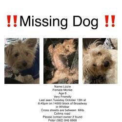 Lost Female Dog last seen Colima and Mills, Whittier, CA 90604