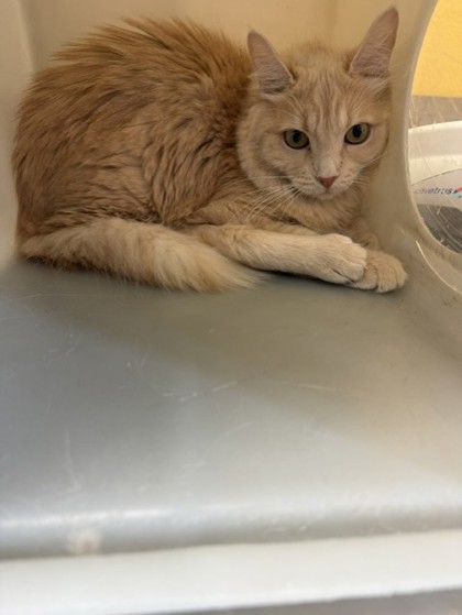 Shelter Stray Female Cat last seen Near Stampede Trail, 75126, TX, 1650 Gross Rd, Mesquite, TX 75149, USA