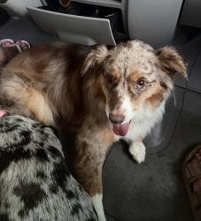 Lost Female Dog last seen Rainbow Heights, Fallbrook, CA 92028