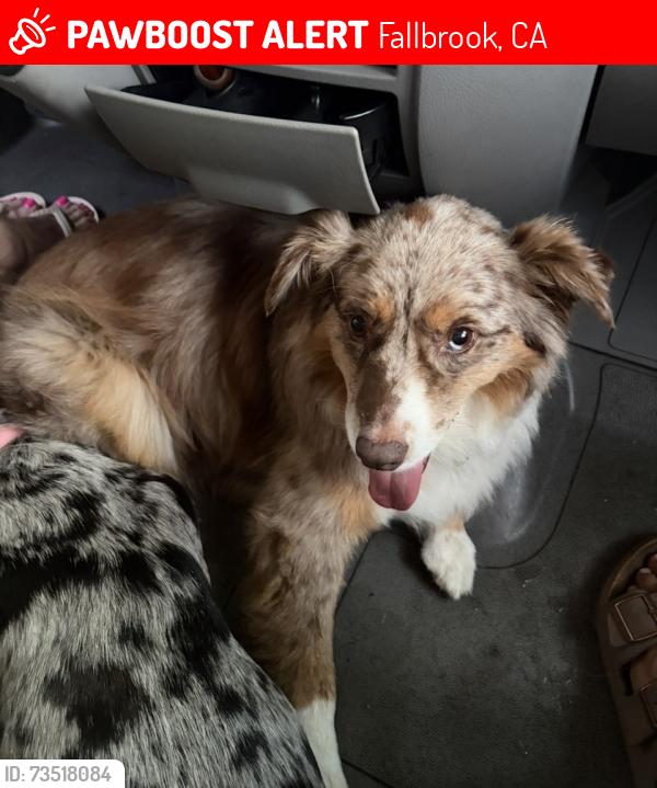 Lost Female Dog last seen Rainbow Heights, Fallbrook, CA 92028