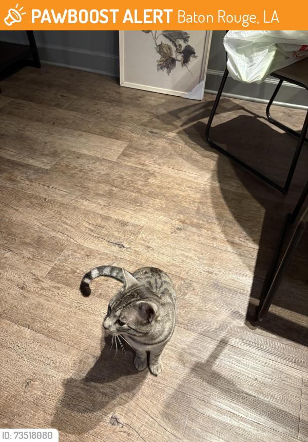 Rehomed Male Cat last seen In parking lot of apmt complex, Baton Rouge, LA 70820