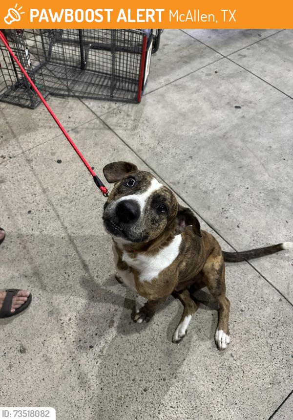 Found/Stray Male Dog last seen HEB McAllen 2nd St, McAllen, TX 78501
