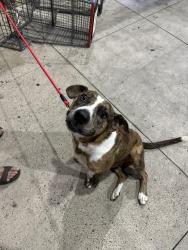 Found/Stray Male Dog last seen HEB McAllen 2nd St, McAllen, TX 78501