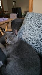 Reunited Male Cat last seen Near Ave N, Minneapolis, MN 55411