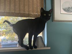 Lost Male Cat last seen Mackey, Fallbrook, CA 92088